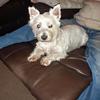 Margaret Jones's West Highland White Terrier - Bonnie