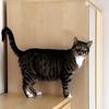 Rebekka  McKnigh 's Domestic longhair cat - Trouble