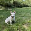 Holly Nicholls's West Highland White Terrier - Sandi