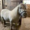 Sarah  Winter 's Shetland Pony - Ivy