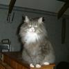 [REDACTED] [REDACTED]'s Norwegian Forest Cat - Solberg