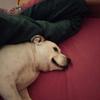 Myles Byrne's Staffordshire Bull Terrier - Bobby