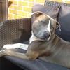 James McGovern's Staffordshire Bull Terrier - Stan