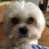 Elise Butfield 's Lhasa Apso - Dolly