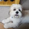 Agnes Phillips's Lhasa Apso - Candy