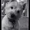 Louise Wilson's West Highland White Terrier - Bella