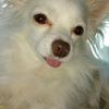 Paul Skingsley's Chihuahua - Gizmo