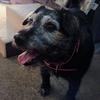 Susan Siddall's Patterdale Terrier - Ruby