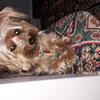 Jill Randles's Yorkshire Terrier - Ruby