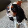 Stacey Wallace's Cavalier King Charles Spaniel - Gatsby