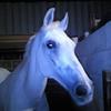 Joanna Stopher's Arabian Horse - Tim