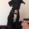 Lorraine Greenhalgh's Patterdale Terrier - Molly