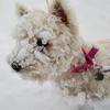 Honorata Grzebielucha's West Highland White Terrier - Poppy