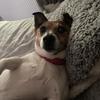 Tiffany Long's Jack Russell Terrier - Maddie