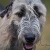 Fiona Dawson's Irish Wolfhound - Morgan