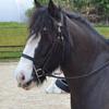 Ann-Louise Addison's Gypsy Vanner Horse - Missy
