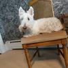 Gordon Allen's Scottish Terrier - Fergus