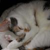 Shaneen Rogers's Domestic longhair cat - Phillipa