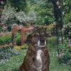 Amanda Boulton's Staffordshire Bull Terrier - Kira