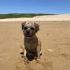 Lucy Dommett's Border Terrier - Teddy