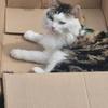 Nichola  Jones's Domestic longhair cat - Lennie