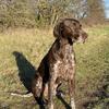 Alan Arnold's German Shorthaired Pointer - Captain