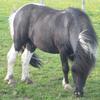 [REDACTED] [REDACTED]'s Shetland Pony - Jack