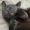 Wendy Robertson's Domestic longhair cat - Vampcat