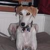 Doreen Fisher's Lurcher - Andy