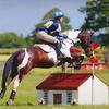 Sarah Ward's Irish Sport Horse - Max