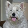 [REDACTED] [REDACTED]'s West Highland White Terrier - Sasha