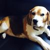 [REDACTED] [REDACTED]'s Beagle - Bobby