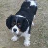 Susan Mayers's Cavalier King Charles Spaniel - Milly