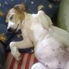 Sylvia Mallion's Jack Russell Terrier - Molly
