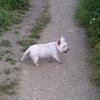 Karen Jones's West Highland White Terrier - Molly