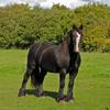 Helen Rowbotham (helnohappy)'s Gypsy Vanner Horse - Murphy