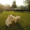 [REDACTED] [REDACTED]'s West Highland White Terrier - Angus