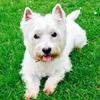 William Robertson's West Highland White Terrier - Daisy