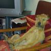 Sue Bridle's Lakeland Terrier - Rusty