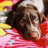 Kim Smith's German Shorthaired Pointer - Hitch