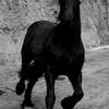 Miren A. Del Olmo's Friesian Horse - Jelmar