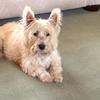 [REDACTED] [REDACTED]'s West Highland White Terrier - Oscar