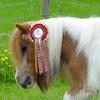 [REDACTED] [REDACTED]'s Shetland Pony - Candy