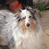 Lynne Watson's Shetland Sheepdog - Rosie