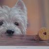 [REDACTED] [REDACTED]'s West Highland White Terrier - Fred