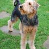 Suzanne Porter's Airedale Terrier - Reagan