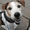 Lily Saunders's Jack Russell Terrier - Ronnie