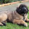 [REDACTED] [REDACTED]'s Leonberger - Dillon