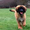 [REDACTED] [REDACTED]'s Leonberger - Dillon