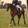 Lisa Whiteheadl's Hanoverian Horse - Asti
